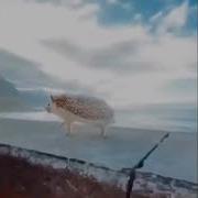 Тыг Дык Дык Шабамын Ежик