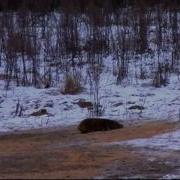 396 Охота На Кабанов Нарезка Точных Выстрелов