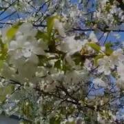Капиталина Лазаренко Вишневый Сад
