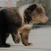 Настя И Три Медведя Тайган Bear Nastya With Cubs