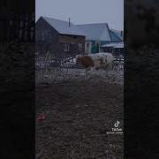Бешеная Пятачина