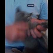 А Барыкин Червона Рута