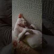 Мыши Скребут