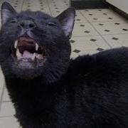 Cat Nip