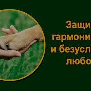 Зачем Нам Даны Животные Мария Шлоен