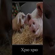 Угомонись Порося