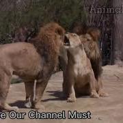 Animals Mating Lion Mating Vs Tiger Mating Vs Leopard Mating