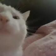 Котята Поют Гюрза
