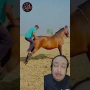حصان مجنون في التزاوج تزاوج الخيول