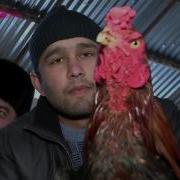Нокаут Петух Даканы Бой Кыргызстан