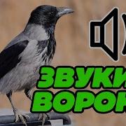 Звук Вороны