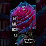 Хайрли Тонг Жоним Шер