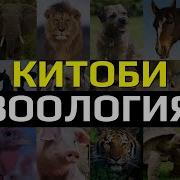 Китоби Зоология Синфи 7