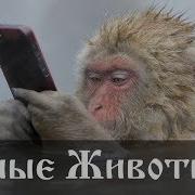 Такие Умные Домашние Животные
