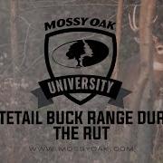 The Rut