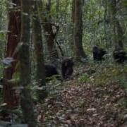 When Chimps Attack