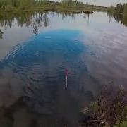 Болото Карась Рыбалка На Карася