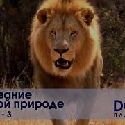 Выживание В Дикой Природе