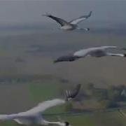 По Небу Летят Журавли Живи Моя Мама Живи