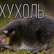 Как Говорит Выхухоль