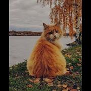 Нам Казалось Лето Будет Вечно Очень Хорошая Песня