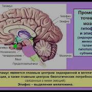 Вячеслав Дубынин Химия Мозга Лекция 12 Мозг Гормоны Цитокины