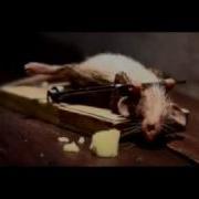 Trapped Mouse But Wi Mouse