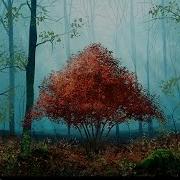 Clozee Red Forest