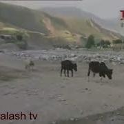 Приколи Точики Бобои Гафор