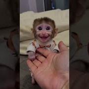 Скачать Песню Онлайн Ты Макака