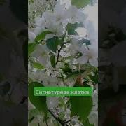 Божественная Клетка