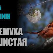 Черёмуха Душистая Композиция