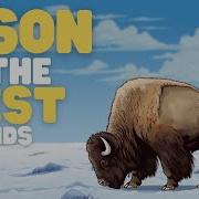 Bison