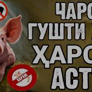 Ин Асп Муъҷизаи Аллоҳ Ҳст