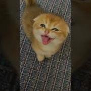 Звук Ис Меме Как Тигр Делает Скачать
