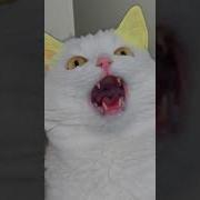 Чем Это Так Воняет