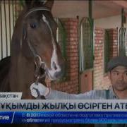 Оңтүстікқазақстандық Атбегілер Асылтұқымды Жылқы Өсірумен Айналысып