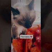 Котёнок Ест Арбуз