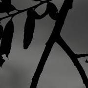 Tom Adams Dive Dan Jeffries Rework