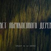 Оркестр Не За Горами Цвет Абрикосового Дерева