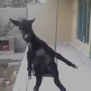 Осёл На Качелях Качается Под Песню Доля