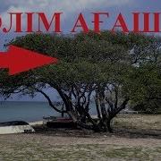 Өлім Ағашы Немесе Жер Бетіндегі Ең Қауіпті Тал
