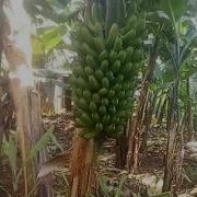 Dj Rapho 254 Best Of Mzee Kijana 2021 Dj Rapho 254