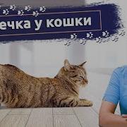 Выносил Меня Мой Котик Из Беды