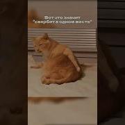Доктор Мем