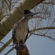 Roadrunner