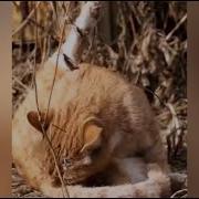 У Домашнего Кота Также Как У Зайца