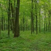 Enfoque Relaxing Music Скачать