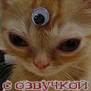 Котами Приколы С Озвучкой