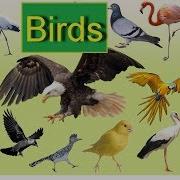 Birds In English Learn Birds Названия Птиц На Английском Языке